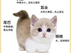 -翊宠yipet猫狗购宠庄园犬舍•猫舍