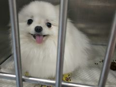 -伟伟宠物医院·CT影像中心·瑞派犬猫综合性门诊(汉口总院)