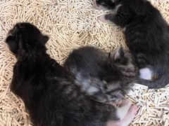 -宠福鑫康馨动物医院·骨科·眼科