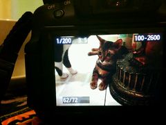 android_upload_pic-猫色咖啡·猫咖