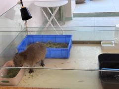 -怪兽屋·羊驼·猫咖·狗咖(俊华广场店)