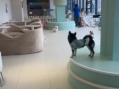 -怪兽屋·羊驼·猫咖·狗咖(俊华广场店)