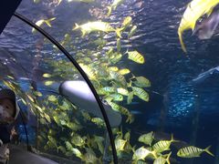 -太平洋海底世界