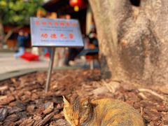 -龙华素斋(龙华路店)