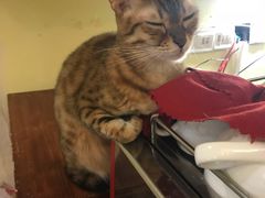 -猫色咖啡·猫咖