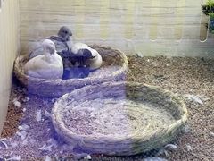 -汤姆熊欢乐世界(大连恒隆广场店)