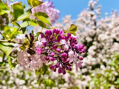 -海棠花溪(元大都城垣遗址公园)