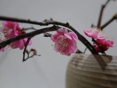 -初居食屋日式料理(万象城购物中心店)