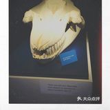 皇家bc博物馆：新的虎鲸展