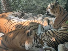 -栾川竹海野生动物园