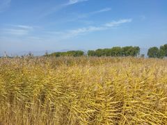 -野鸭湖国家湿地公园