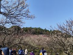 -香雪海