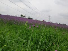 -紫颐香薰山谷景区