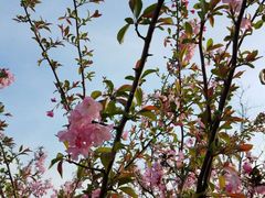 -南汇桃花村