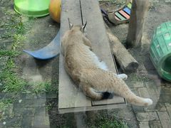-青藏高原野生动物园