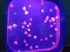 -西安曲江海洋极地公园