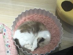 -momokira米努特·德文卷毛猫·棉花面纱犬