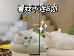 -COLOR PETS 撸猫馆·购猫·猫咖(长风大悦城店)