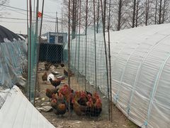 -喜杨洋草莓采摘园