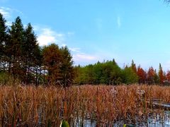 -长广溪湿地公园