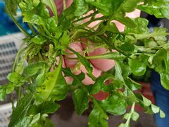 -江杨农产品批发市场