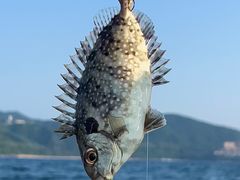 -深圳海钓·深圳钓鱼·拓展聚会鱼排
