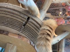 -喵屿·大理花园猫咖