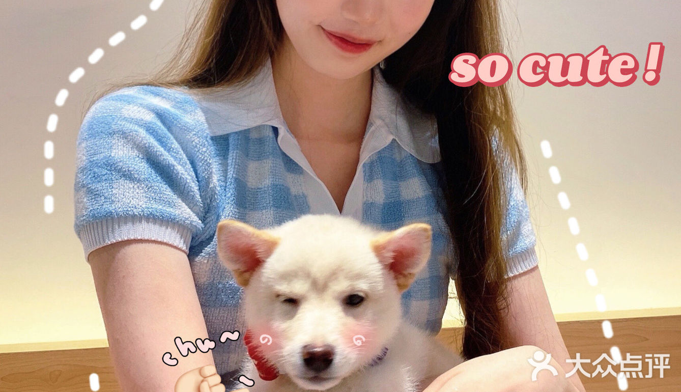 🐶超治愈柴犬咖！一起来撸奶fufu的柴柴吧