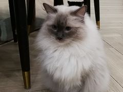 -安格丽娜·狗咖·猫咖羊驼咖(春熙路百盛商场店)