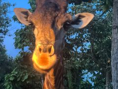 -清迈夜间动物园