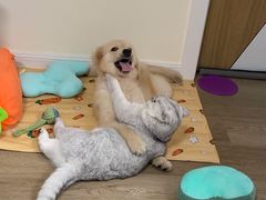 -翊宠yipet猫狗购宠庄园犬舍•猫舍