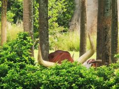 -奥兰多迪士尼动物王国乐园