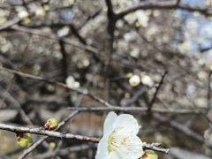 -杭州植物园
