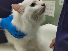 -宠物星动物医院·眼科·异宠·猫科(江南大道总院)