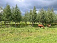 -塞罕坝国家级自然保护区