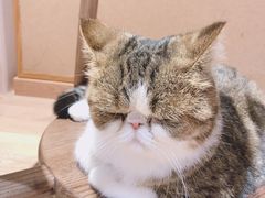 -瞄一喵猫咖(格力海岸店)