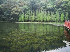 -广州市石门国家森林公园