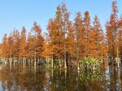 -白鹭湾湿地公园