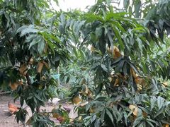 -老袁家蜜桃农场·阳山水蜜桃