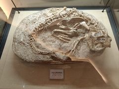 -辽宁古生物博物馆