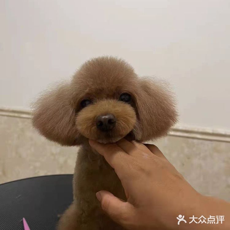 剪完毛发的毛孩子真的是越看越漂亮呢，爱了爱了！