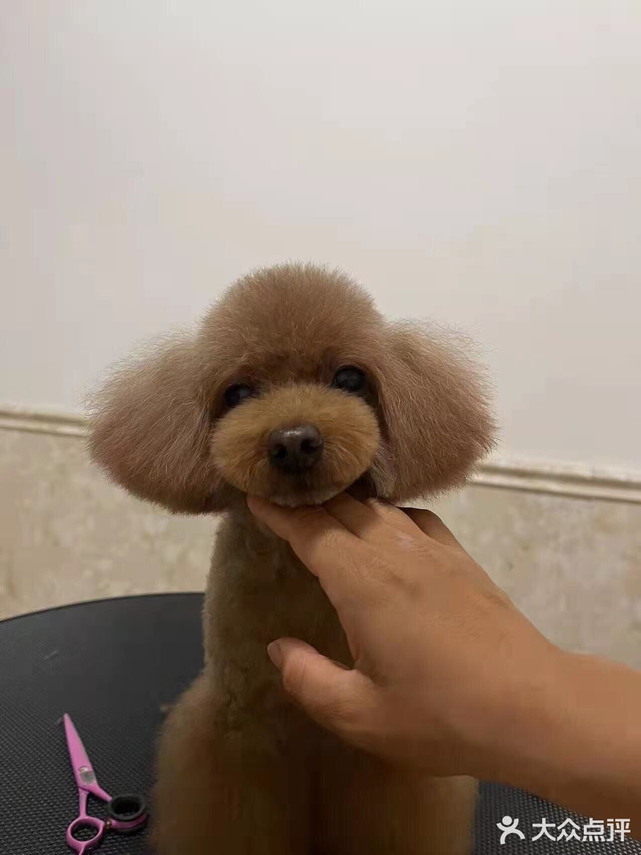 剪完毛发的毛孩子真的是越看越漂亮呢，爱了爱了！