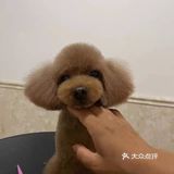 剪完毛发的毛孩子真的是越看越漂亮呢，爱了爱了！