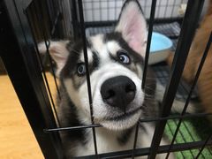 -翊宠yipet猫狗购宠庄园犬舍•猫舍