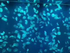 -江和美海洋公园