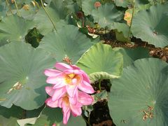 -洪湖生态旅游区