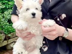-萌宠之家·腊肠犬·马尔泰·小体犬舍