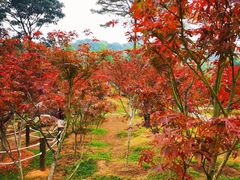 -广州市帽峰山景区