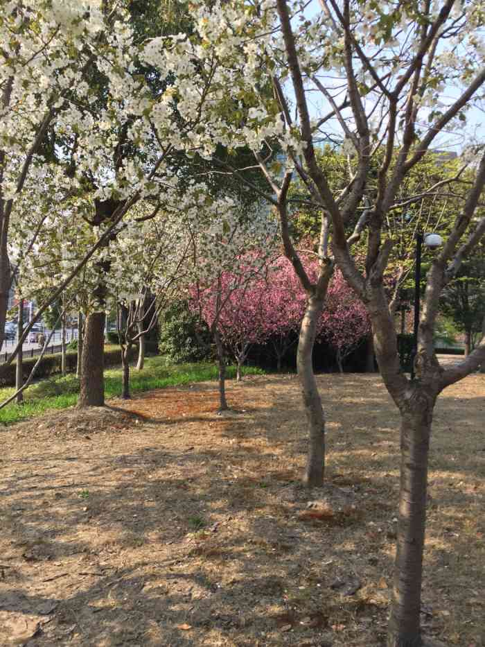 星巴克(东樱花苑店)-"这家开的好偏僻 在附近工作三年才知道这家.