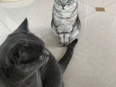 -Catmate·猫肥家润(金润铂宫店)